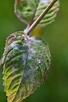 Monarda 'Raspberry Wine' showing mild signs of powdery mildew - Erysiphe cichoracearum