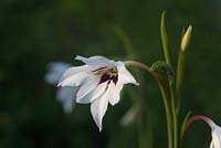 Acidanthera - Gladiolus murielae - Abyssinian gladiolus