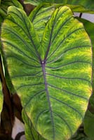 Colocasia esculenta 'Blue Hawaii'