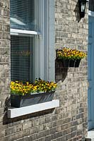 Window box and pots with violas on a victorian terraced house