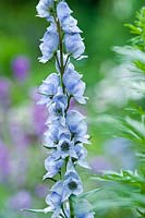 Aconitum 'Stainless Steel' - Monkshood. May, late Spring.