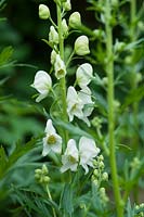 Aconitum napellus 'Albus'