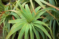 Aloe hereroensis