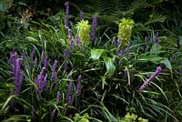 Liriope muscari with Eucomis comosa on a shady bank in September
