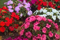 Impatiens hawkeri  - New Guinea Impatiens or Busy Lizzie - mixed colours growing in a bed