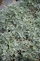 Artemisia stelleriana 'Boughton Silver' Wormwood.