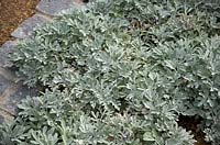 Artemisia stelleriana 'Boughton Silver' Wormwood.