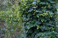 Humulus lupulus 'Cascade' in first year of planting with hop berries almost ready to pick.