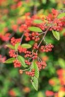 Cotoneaster hylmoei