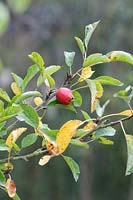 Malus 'Rosehip' - Crabapple 