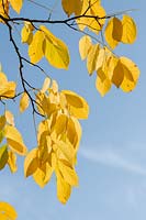 Cladrastis kentukea - Kentucky Yellow Wood -  foliage against a blue sky