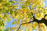 Looking up at Cladrastis kentukea - Kentucky Yellow Wood - tree