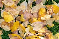 Fallen leaves of Cladrastis kentukea - Kentucky Yellow Wood - on grass