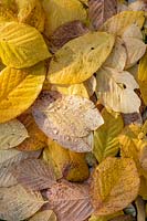 Fallen leaves of Cladrastis kentukea - Kentucky Yellow Wood - with water droplets