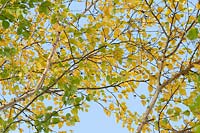 Betula ermanii 'Grayswood Hill' - Erman's Birch 