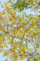 Betula ermanii 'Grayswood Hill' - Erman's birch 