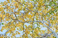 Betula ermanii 'Grayswood Hill' - Erman's Birch 