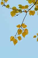 Betula ermanii 'Grayswood Hill' - Erman's Birch - leaves against a blue sky