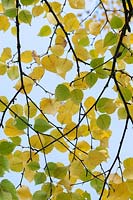 Betula ermanii 'Grayswood Hill' - Erman's Birch 