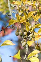 Styrax japonicus - Japanese Snowbell - hanging fruit