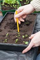 Using a pencil as a dibber to make holes to transplant celery seedlings. Celery 'Green Sleeves'.