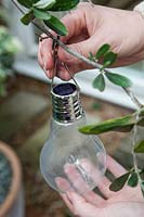 Garden lighting: hanging a bulb-type solar re-chargeable LED lamp in a potted olive bush on patio, shot from above to show solar sensor.