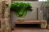 A deck with a Jacaranda teee growing through it, next to a floating timber bench featuring a large Stghorn, Platycerium superbum, mounted to a painted brick fence, and two semi rustic, stone pots.