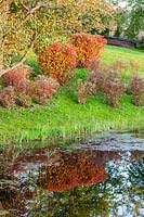 Clipped Cornus alba with autumn colour reflected in the river. Orekhovno garden, Orekhovno, Pskov Oblast region, Western Russia. 