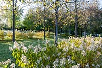 Avenue of Tilia x europea pallida with Hydrangea paniculata Tardiva. Orekhovno garden, Orekhovno, Pskov Oblast region, Western Russia.