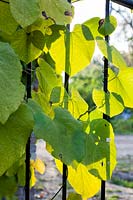 Backlit leaves of Vitis coignetiae on railings. Orekhovno garden, Orekhovno, Pskov Oblast region, Western Russia. 