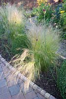 Stipa tenuissima 'Wind Whispers' Allium sphaerocephalon and Buxus balls in narrow border with paving either side.