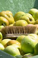 Harvested apples with brush for cleaning 