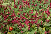 Persicaria amplexicaulis 'Firedance' - Polygonum amplexicaule, October