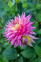 Dahlia 'Rose Jupiter' 