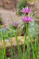 Tragopogon porrifolius - salsify in flower has an edible tap root, May