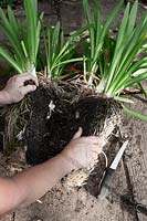 Dividing a mature Agapanthus plant