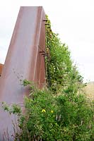 Clematis climbing and covering corten steel wall.