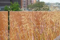 Persicaria and Agrostis in autumn in front of corten steel wall.