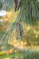 Pinus x holfordiana - Holford pine cones and foliage in autumn.