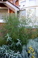 Front garden in West London - Fennel, Artemisia valerie finnis, Verbena bonariensis, Santolina chamaecyparissus.