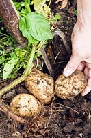 Using long-handled fork to lift tubers of Potato 'Epicure' 