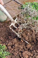 Digging up a dead Lavandula - Lavender - with long-handled garden fork