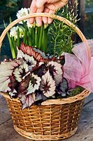 An indoor basket planted with Begonia, Narcissus and Jasminum, finished with a ribbon and presented as a gift