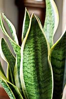 Sanseveria - Mother-in-laws Tongue - indoors