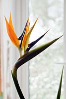 Strelitzia regina - Bird-of-paradise - flower