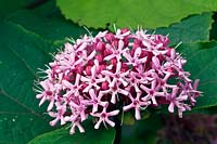 Flower head of Clerodendron bungei - Pink-diamond-glory-flower