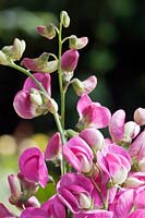 Lathyrus latifolius - Everlasting Pea