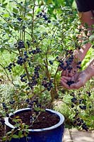 Picking fruit from a Vaccinium corymbosum - Blueberry - plant growing in a container 