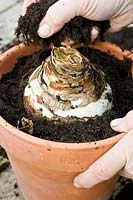 Potting a Hippeastrum - Amaryllis - bulb into a pot