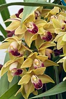 Cymbidium 'amelia earhart'